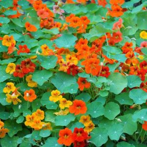 nasturtium seeds now buy online in Pakistan at seed beej