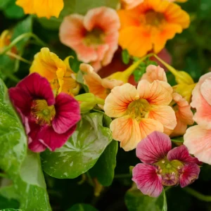 nasturtium alaska mix now buy online in Pakistan at seed beej