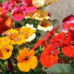 nemesia now buy online in Pakistan at seed beej