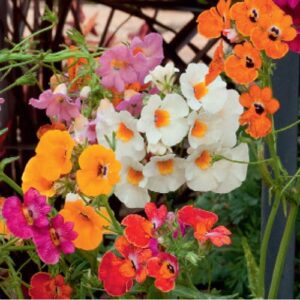 nemesia seeds now buy online in Pakistan at seed beej