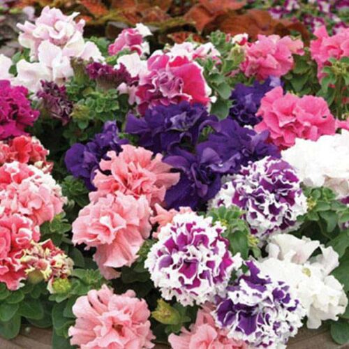 PETUNIA DOUBLE F1 Glorious Mixed