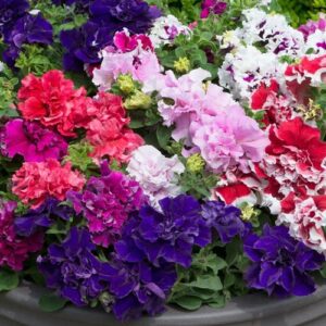 petunia double now buy online in Pakistan at seed beej