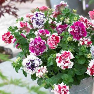 petunia glorious now buy online in Pakistan at seed beej