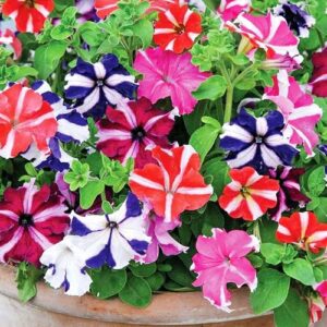 petunia holastar now buy online in Pakistan at seed beej