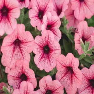 petunia pinkvine now buy online in Pakistan at seed beej