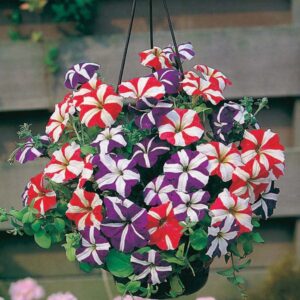 petunia star 1 now buy online in Pakistan at seed beej