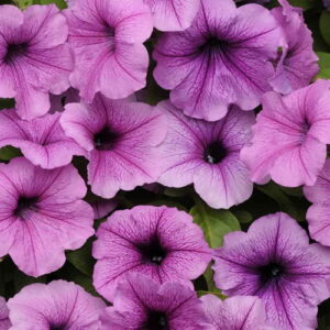 petunia vine now buy online in Pakistan at seed beej