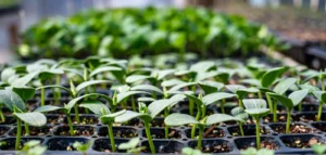 seedling trays best quality Buy Seedling Trays & Germination Trays | seedling trays best quality Planting & Seed Trays in Pakistan