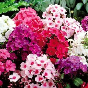 phlox now buy online in Pakistan at seed beej