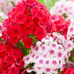 phlox tumber now buy online in Pakistan at seed beej