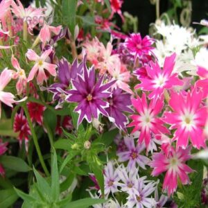 phlox twinkle now buy online in Pakistan at seed beej