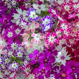 phlox twinkles dwarf mix now buy online in Pakistan at seed beej