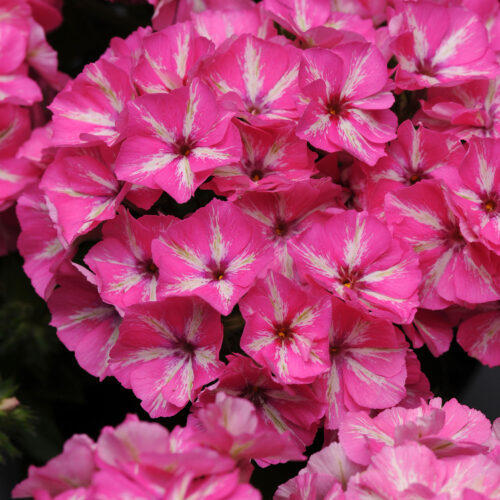 Phlox Grammy Pink & White