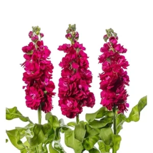 Stock Vintage F1 Flower Seeds Stock Vintage F1 Flower Seeds