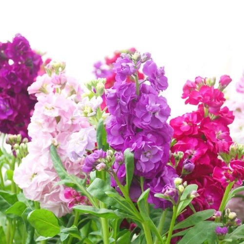 Stock Vintage F1 Flower Seeds