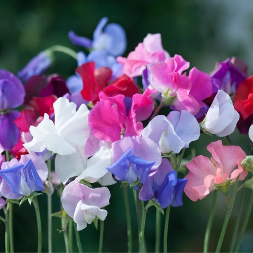 Sweet Pea Mixed Seeds