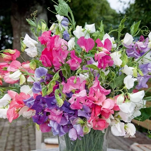 Sweet Pea Mixed Seeds