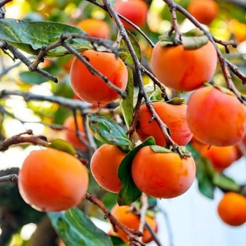 Buy Persimmon (japani phal) Grafted Plant in Pakistan