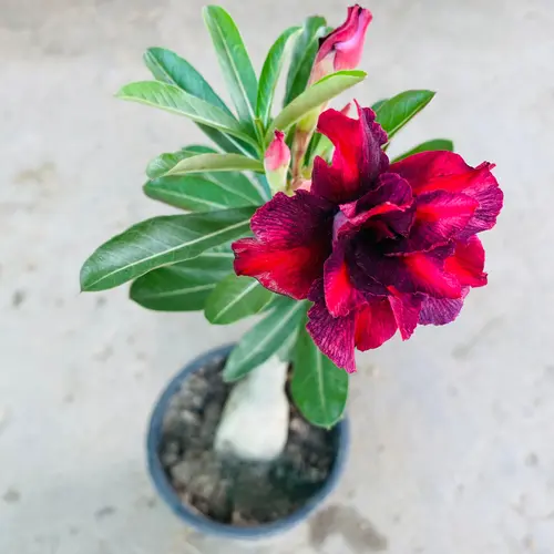 Adenium deep red ruby - Grafted double petal dessert rose buy in pakistan