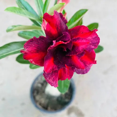 buy Adenium deep red ruby - Grafted double petal dessert rose pakistan