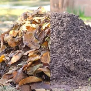 leaf compost