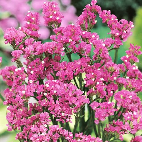 statice pink now buy online in Pakistan at seed beej