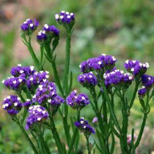 staticepurple now buy online in Pakistan at seed beej