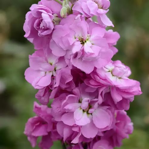 stock lilac 1 now buy online in Pakistan at seed beej