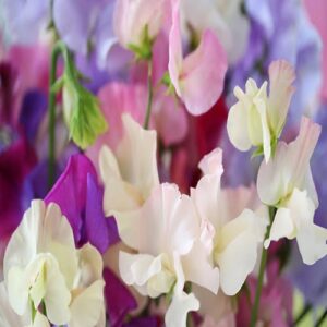 sweet pea now buy online in Pakistan at seed beej