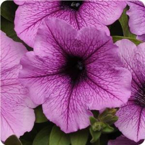 Petunia Falcon F1 Hybrid seeds