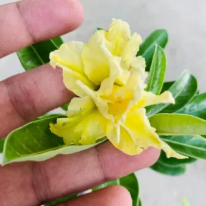 Buy Adenium 'Golden Glow' – Grafted Double Petal Desert Rose (Yellow) in Pakistan