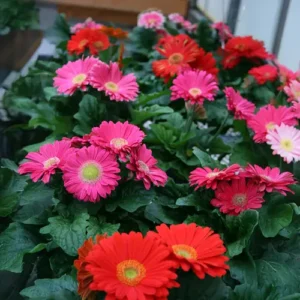 Close-up of a colorful Gerbera daisy in full bloom.