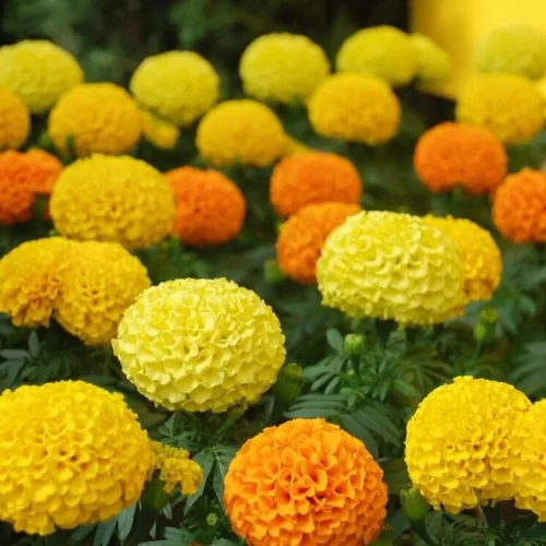 Marigold F1 Hybrid Seeds – Easy to Grow Flowers