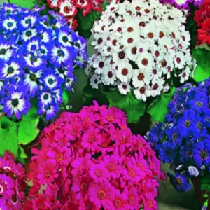 Seedlings of Cineraria Mix in seed trays