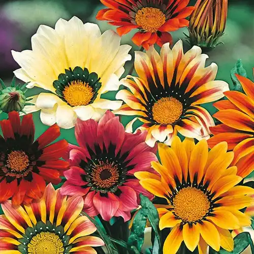 Close-up of Gazania Mix flowers in a vibrant garden