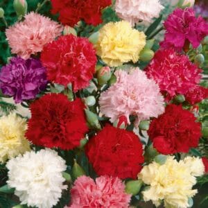 High-quality Carnation Flower Seeds - Shop Now