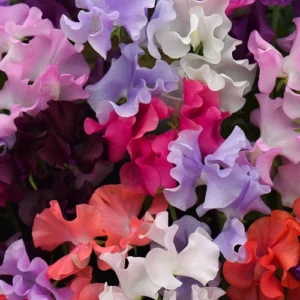 Sweet Pea Plants in Pots with Vibrant Blooms