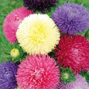 New England Aster Flowers in a Cottage Garden