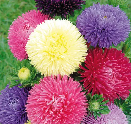 New England Aster Flowers in a Cottage Garden