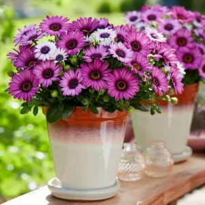 Osteospermum Mix flowers blooming in a sunny garden bed