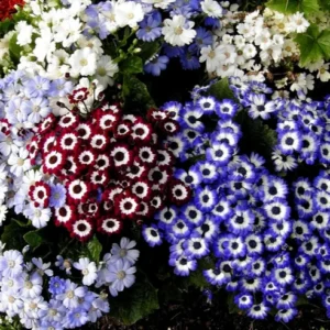 Cineraria Mix flowers in partial shade