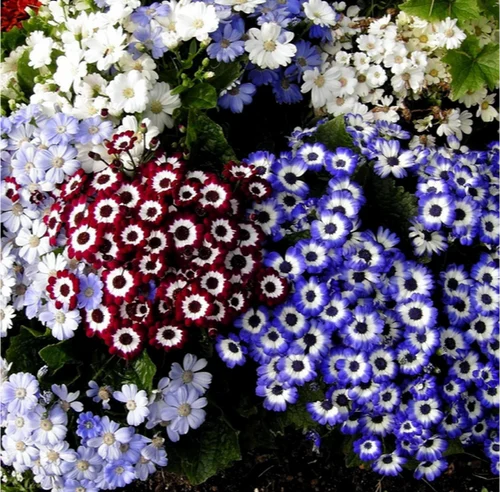 Cineraria Mix flowers in partial shade