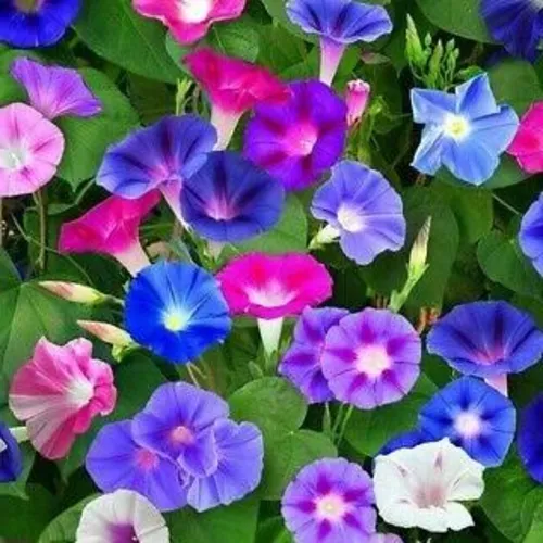 Ipomea Morning Glory Mix seeds in full bloom climbing a garden trellis.