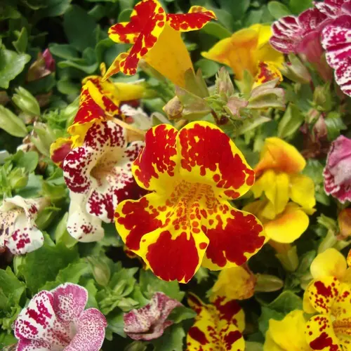 Mimulus Mix (Tiger Monkey) Seeds flowers blooming in bright colors with spotted patterns.