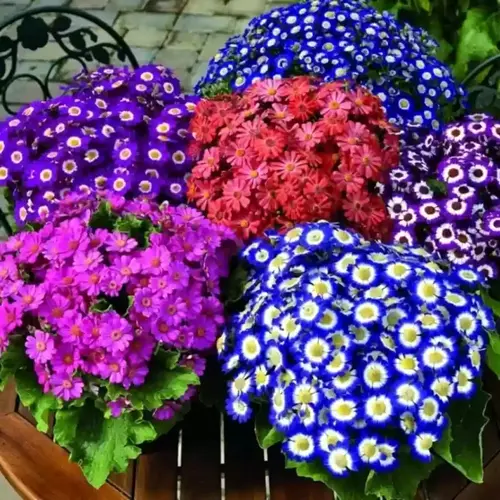 Cineraria Mix blooms in a garden bed