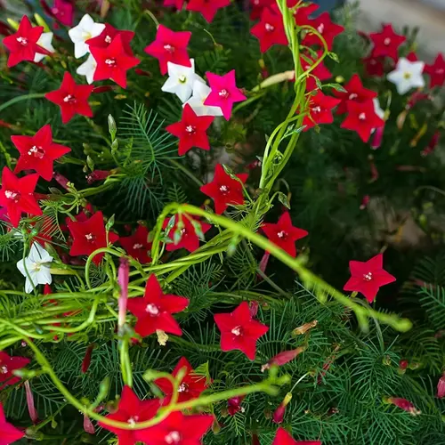 Healthy Cypress vine seedlings growing in a garden