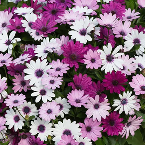 Bright Osteospermum Mix flowers growing in a container garden