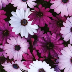 Osteospermum Mix Seeds flowers in full bloom with white, purple, and pink petals