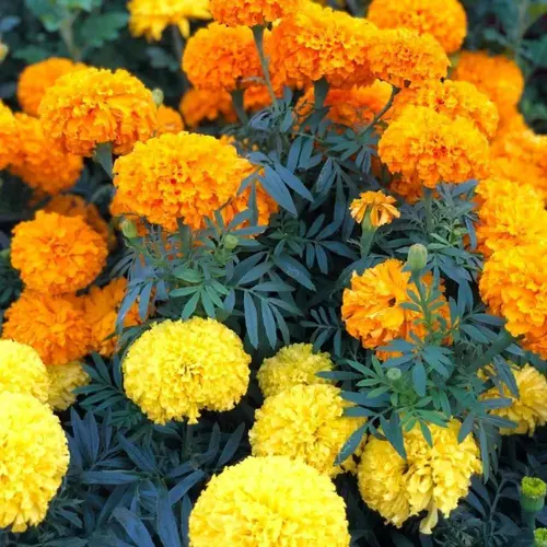 Colorful Marigold F1 Mix for Garden Borders