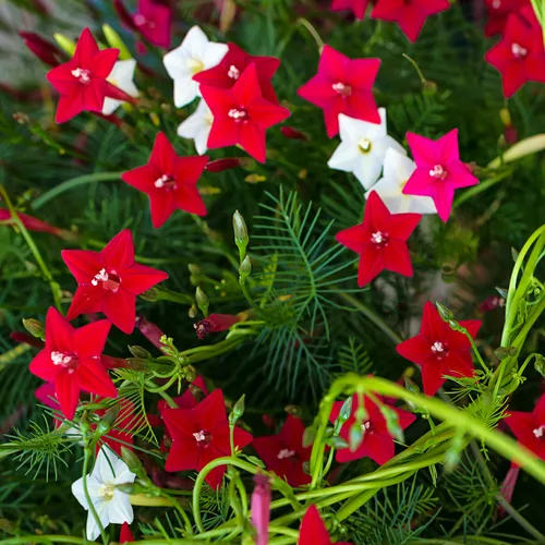 Cypress vine seeds for vibrant, fast-growing climbers